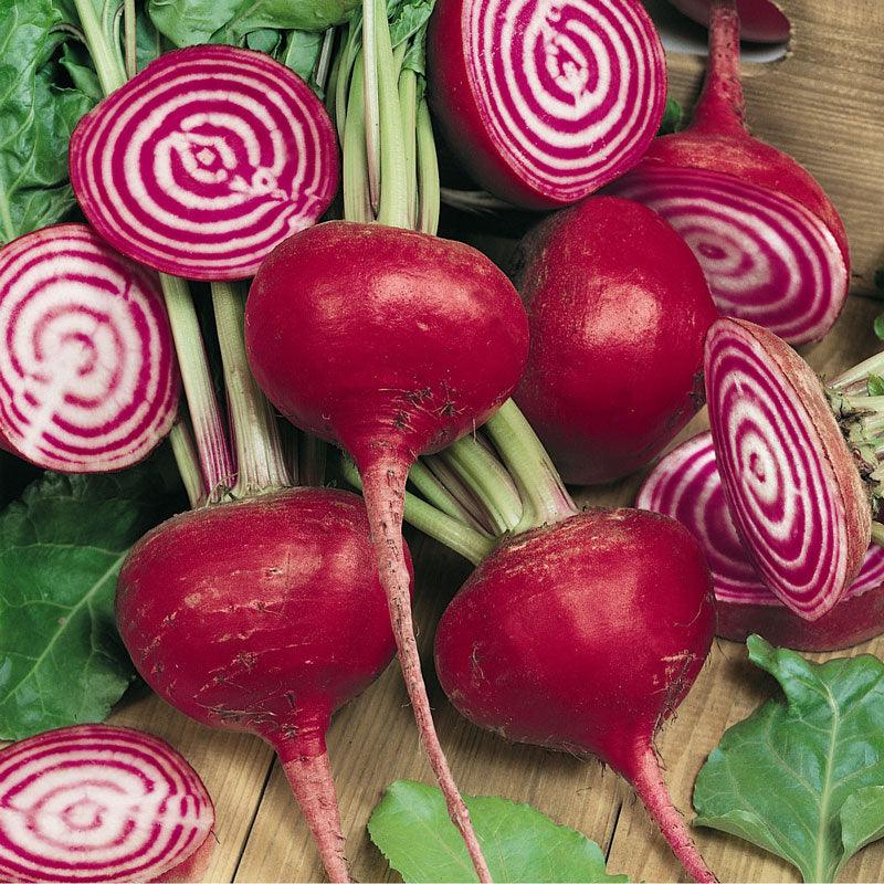 Chioggia Beet Seeds (Organic) – Vegetable Seeds