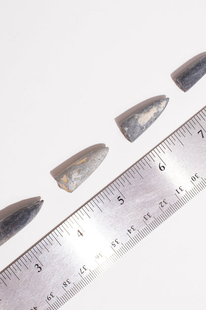Belemnite Fossil