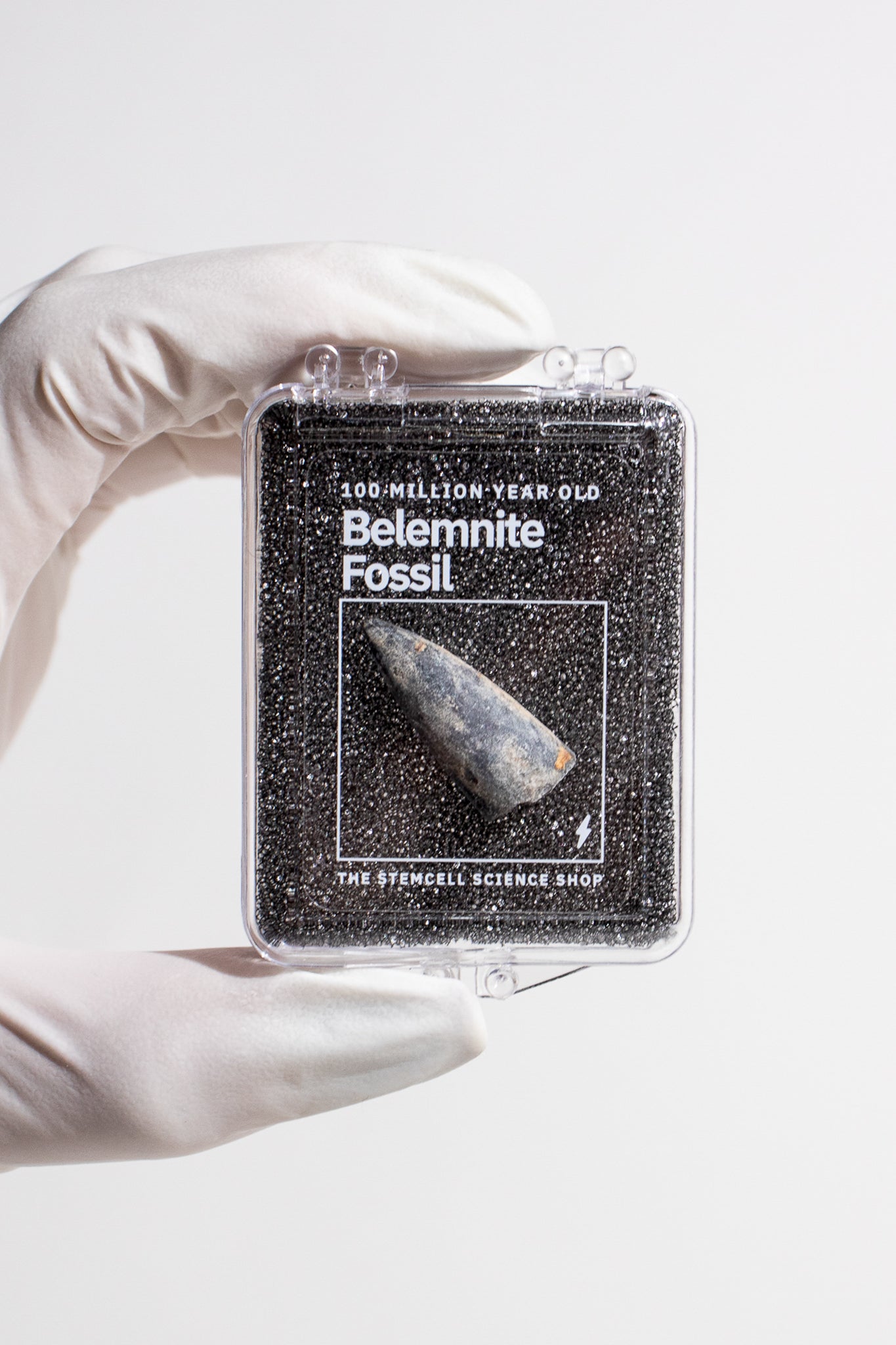 Belemnite Fossil