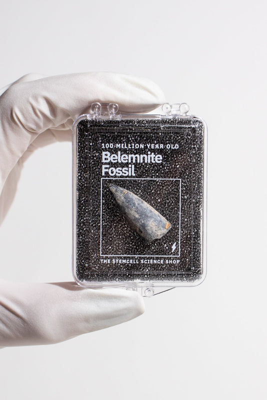 Belemnite Fossil