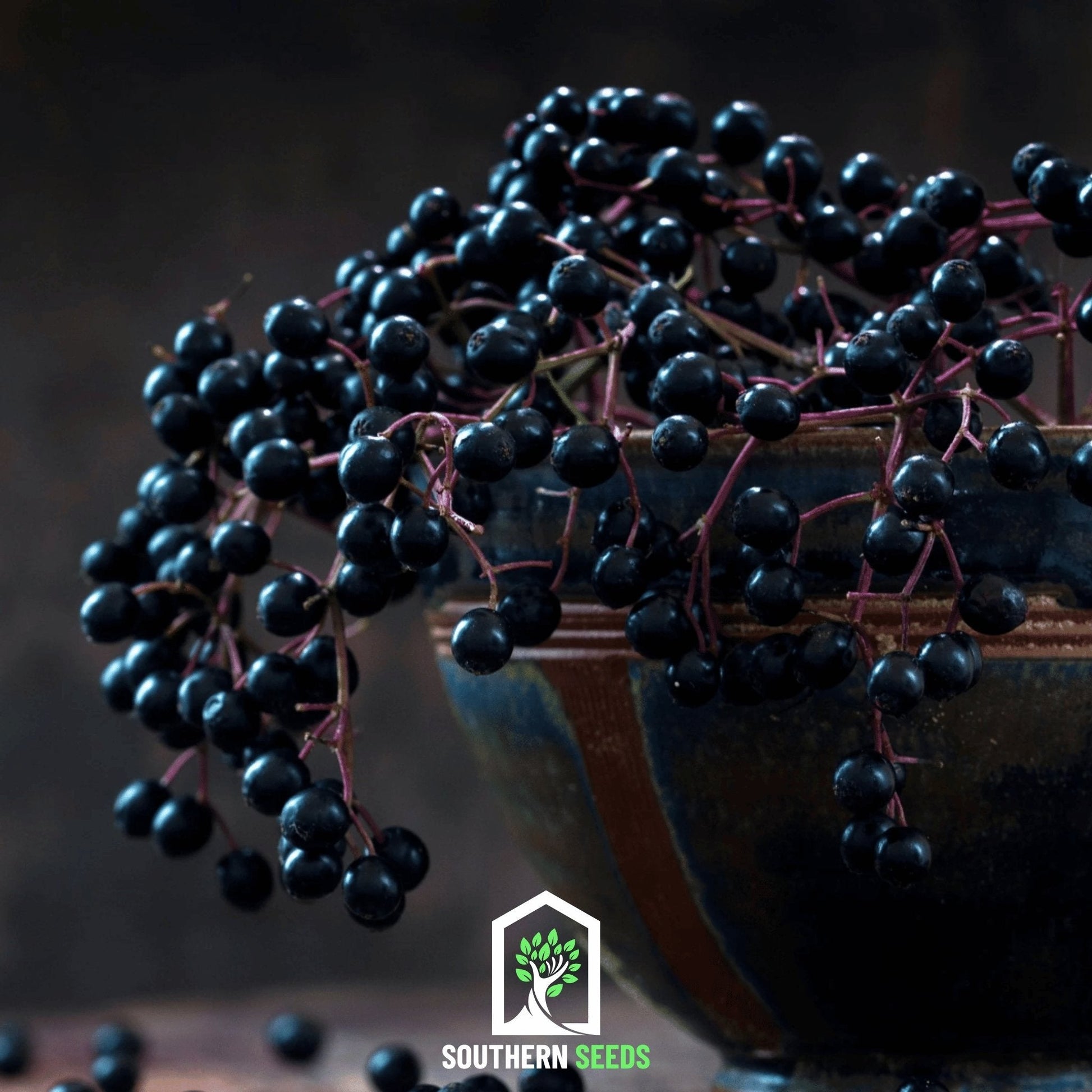 Berry Seed Collection (Elderberry • Blueberry • Strawberry) – Seeds
