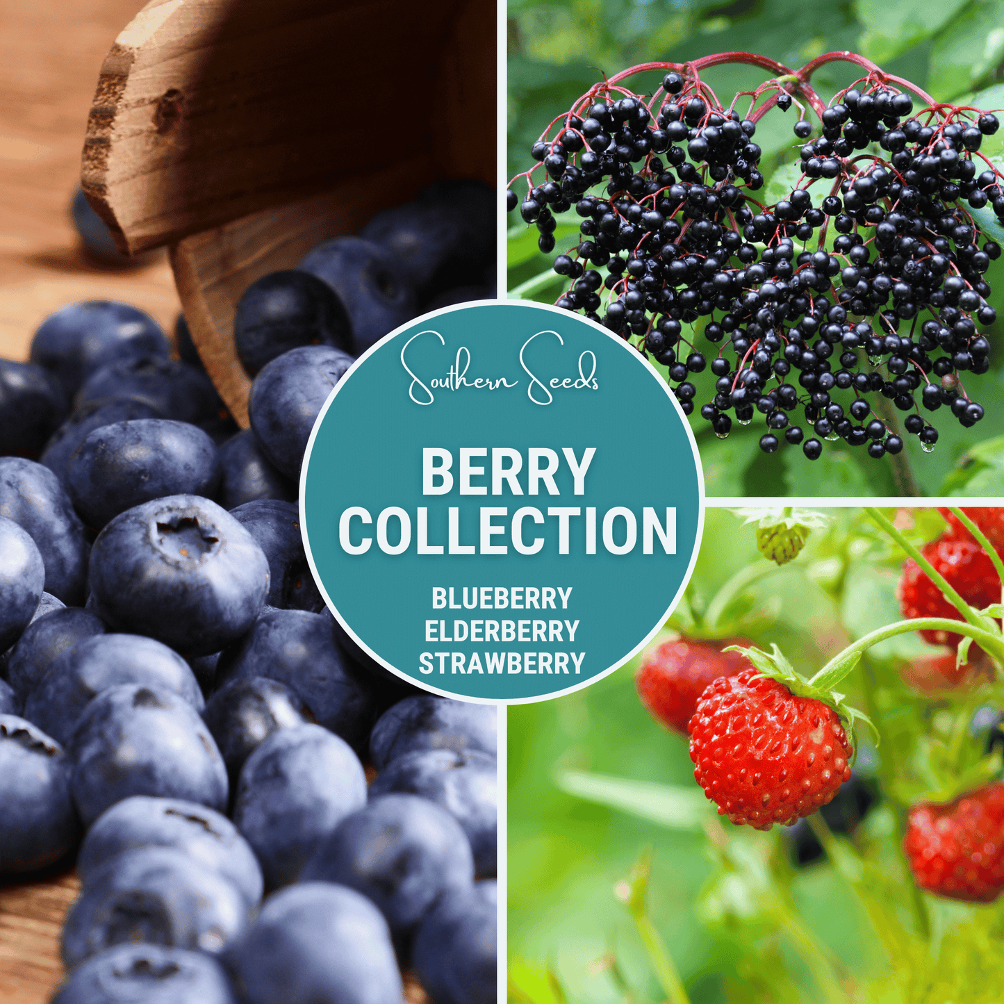 Berry Seed Collection (Elderberry • Blueberry • Strawberry) – Seeds