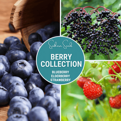 Berry Seed Collection (Elderberry • Blueberry • Strawberry) – Seeds