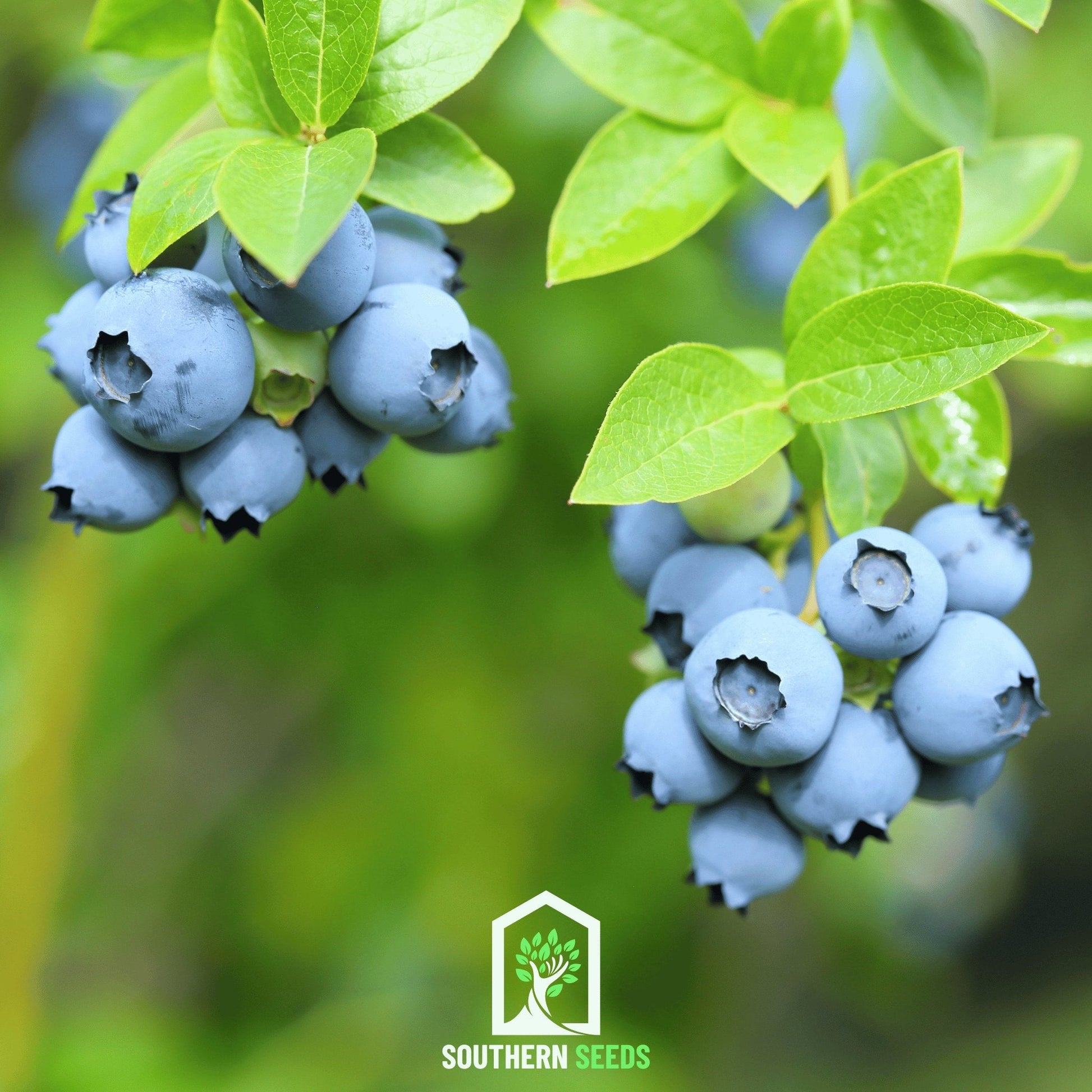 Berry Seed Collection (Elderberry • Blueberry • Strawberry) – Seeds