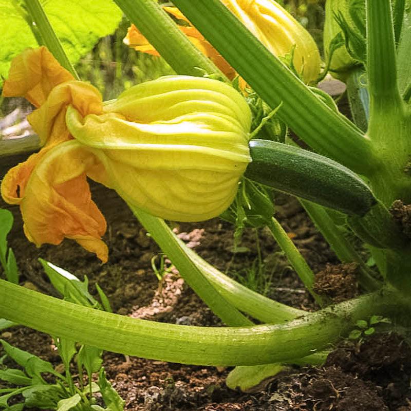 Summer Squash Seeds (Organic) Black Beauty Summer Squash – Vegetable Seeds