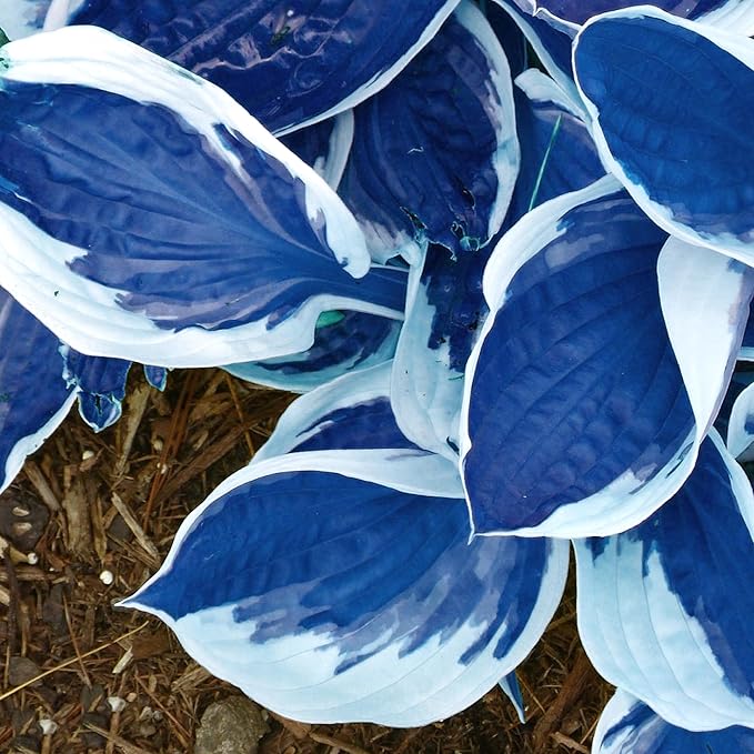 Dark Blue Shade Hosta Seeds – Premium Blue-Leaved Perennial for Shade Gardens