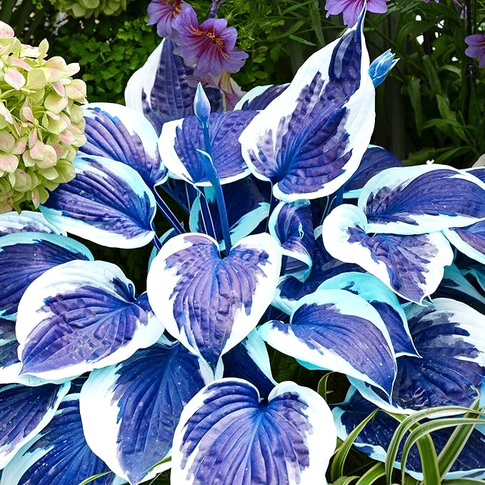 Dark Blue Shade Hosta Seeds – Premium Blue-Leaved Perennial for Shade Gardens