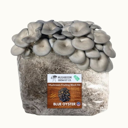 4 Pack - Lion's Mane, Gold, Pink, and Blue Oyster Mushroom Grow Kit Fruiting Blocks – Oyster Mushrooms