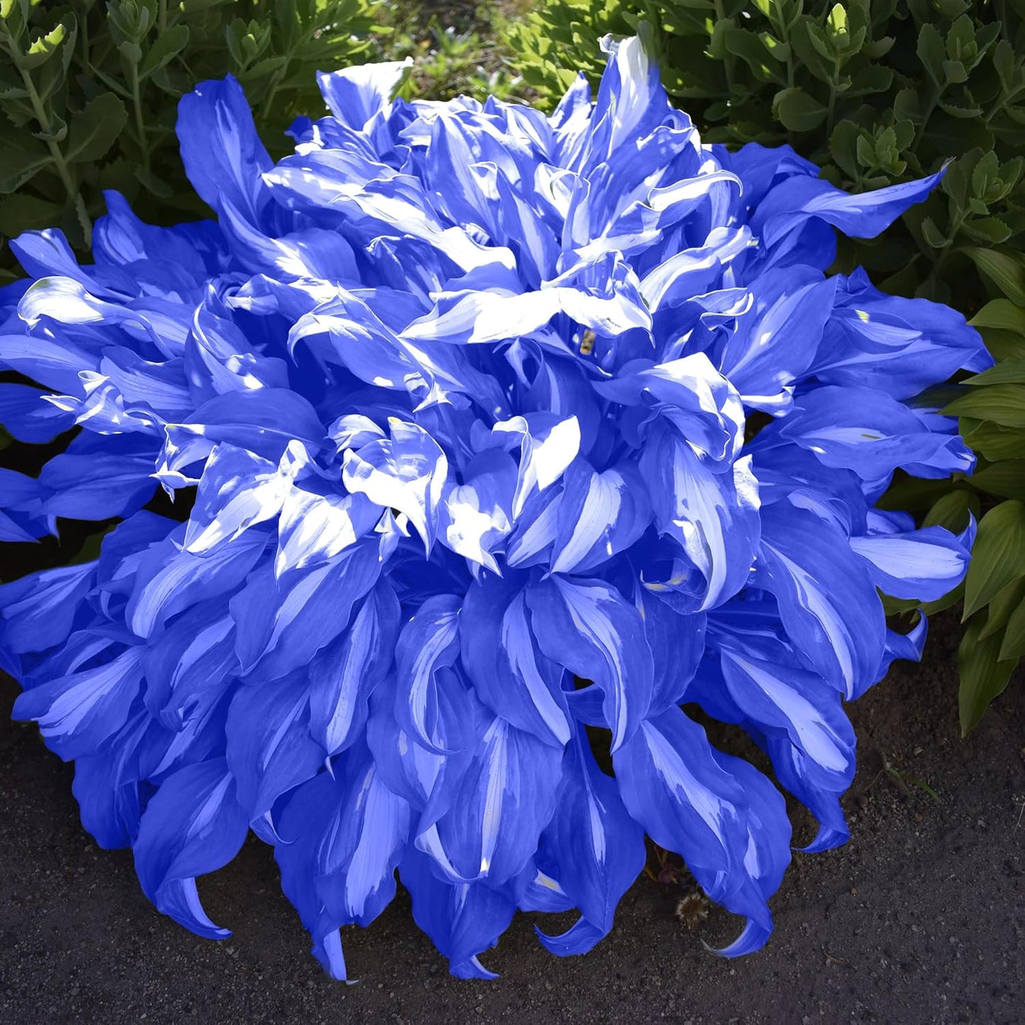 Blue Hosta Plants, Perennial Hosta Seeds for Outdoor Garden Shade, Easy to Grow And Plant