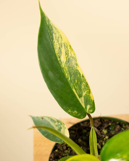 Philodendron Florida Beauty 'Sunrise' - 4" –