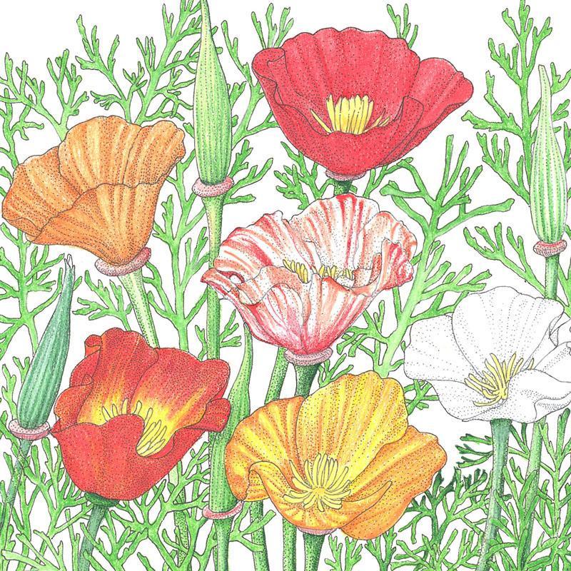 California Poppy, Mission Bells (lb) – Flower Seeds
