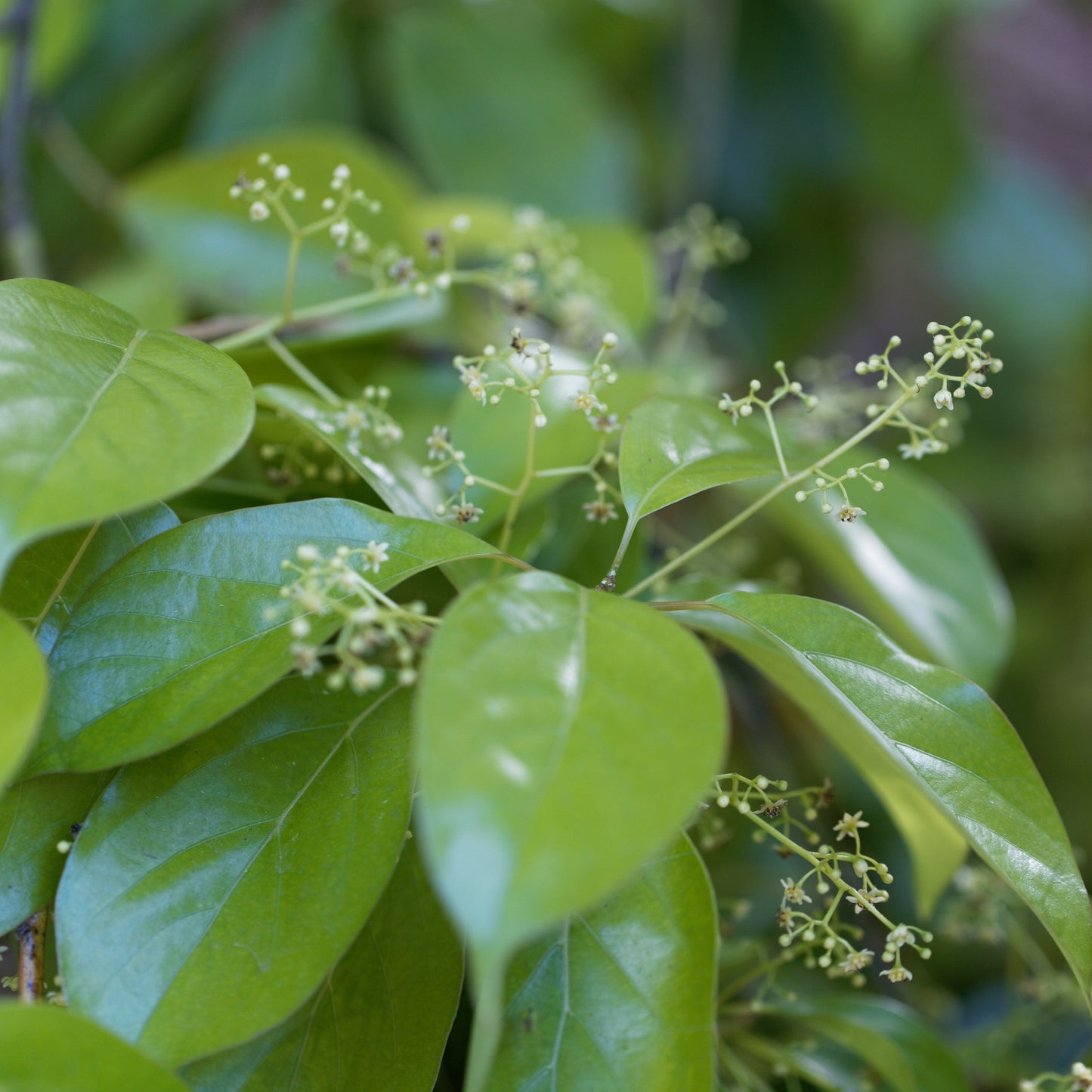 Camphor Essential Oil – Essential_Oil