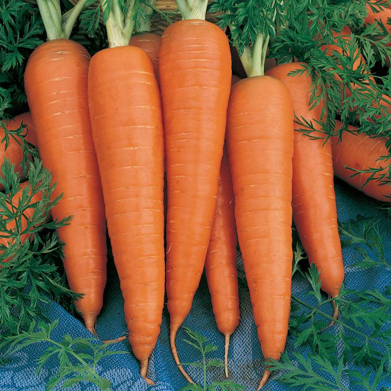 Carrot Seeds (Organic) Danvers – Vegetable Seeds
