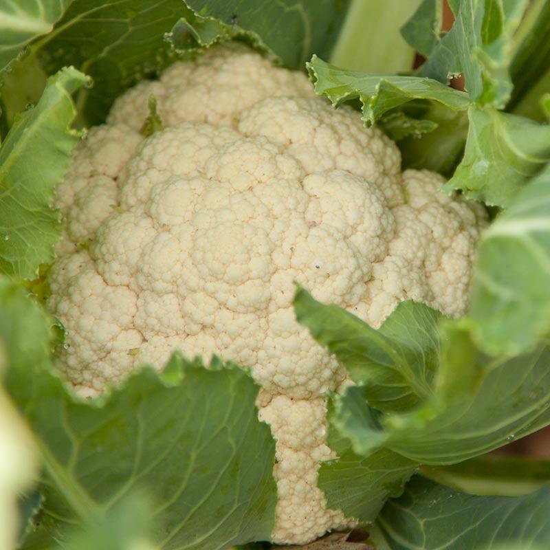 Cauliflower Seeds (Organic) Snowball – Vegetable Seeds
