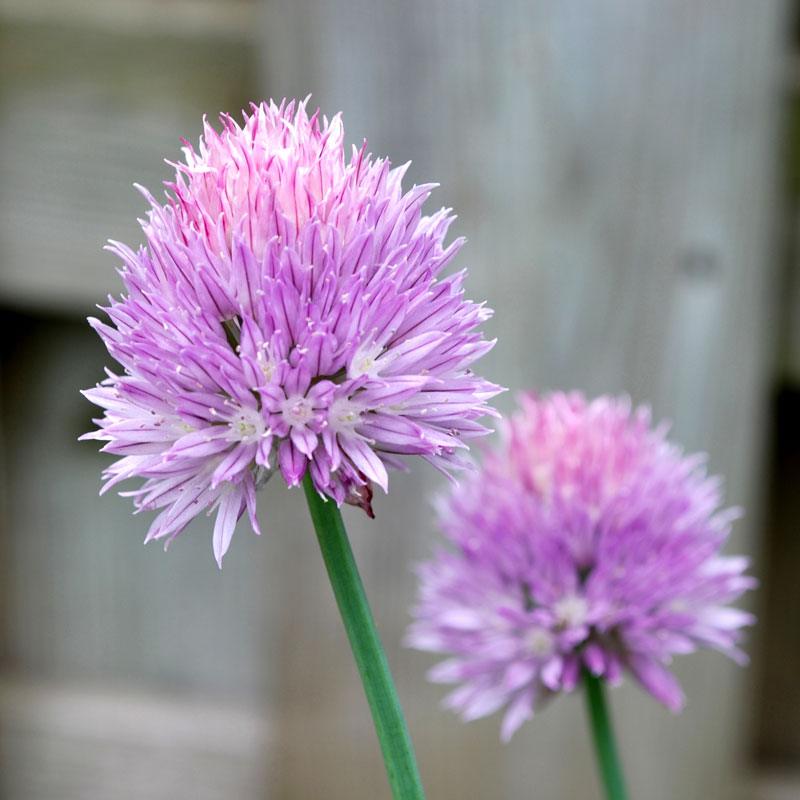 Chives Seeds (Organic) – Vegetable Seeds