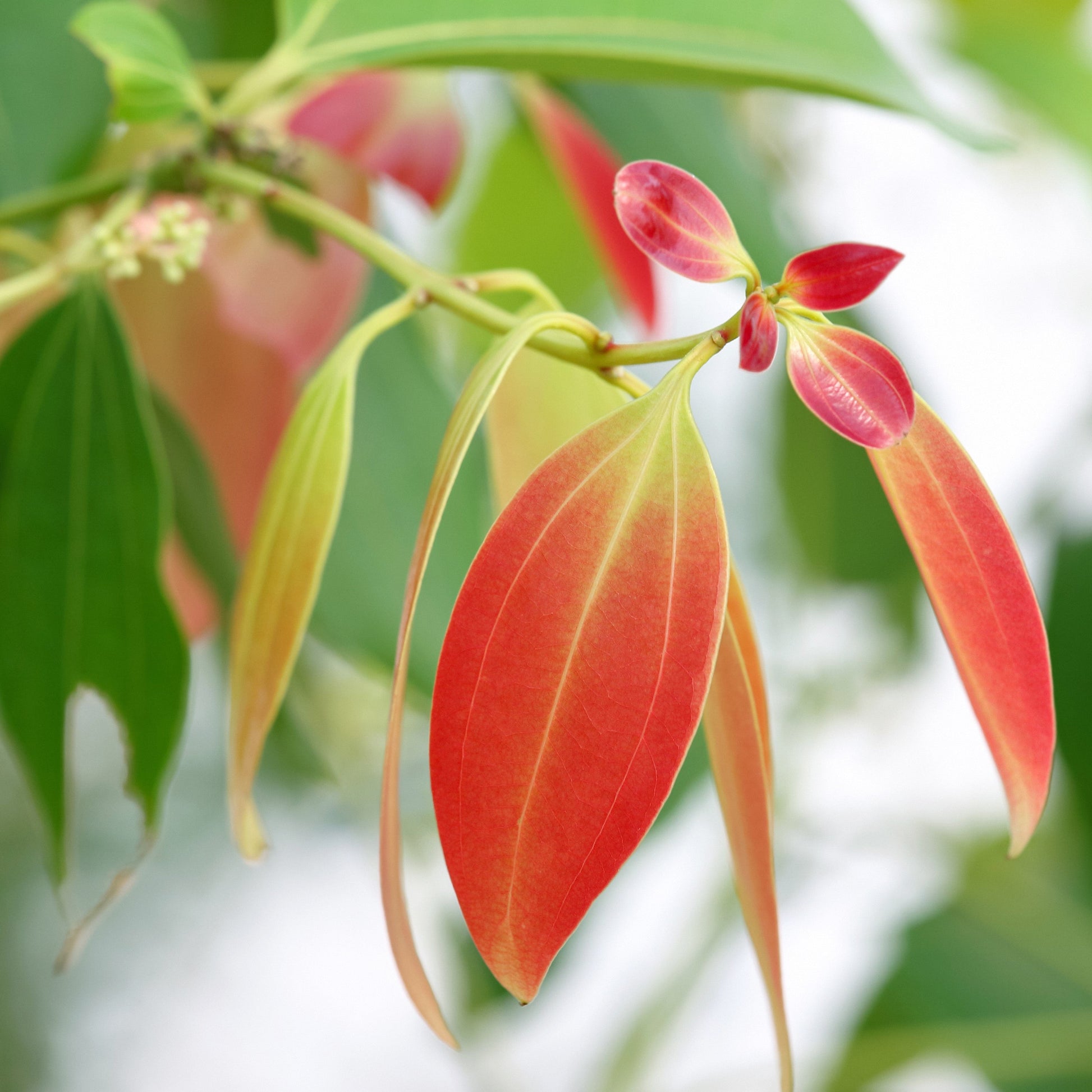 Cinnamon Leaf Essential Oil – Essential_Oil