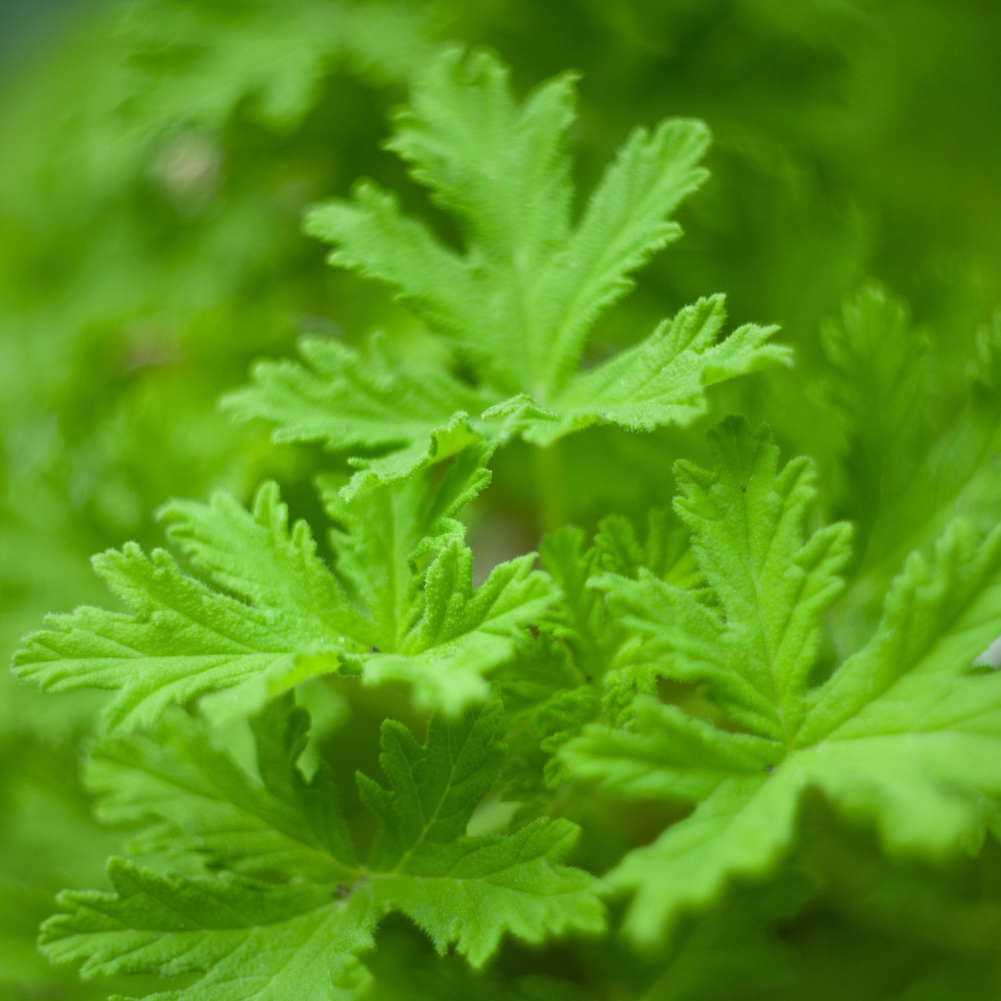 Citronella Essential Oil – Essential_Oil