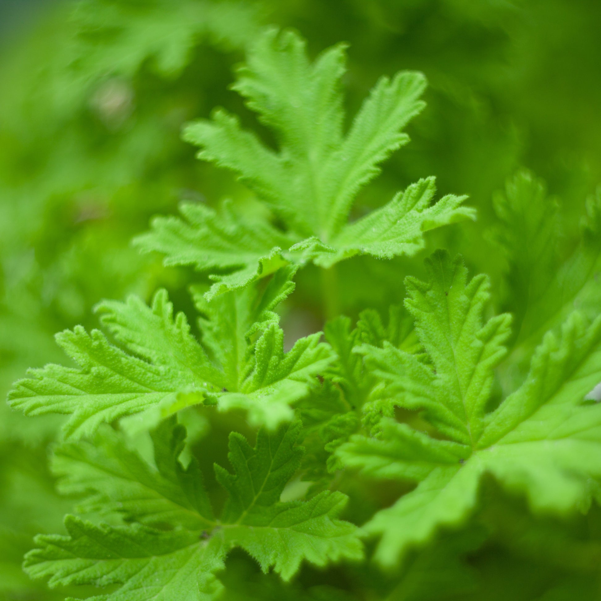 Citronella Essential Oil – Essential_Oil