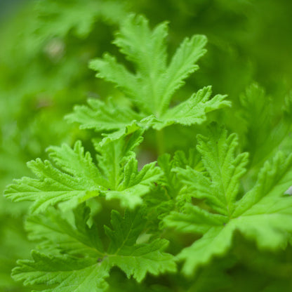 Citronella Essential Oil – Essential_Oil