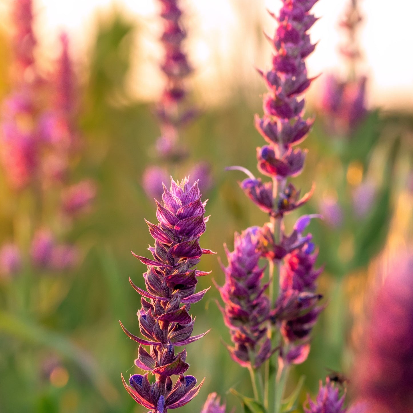 Clary Sage Essential Oil – Essential_Oil