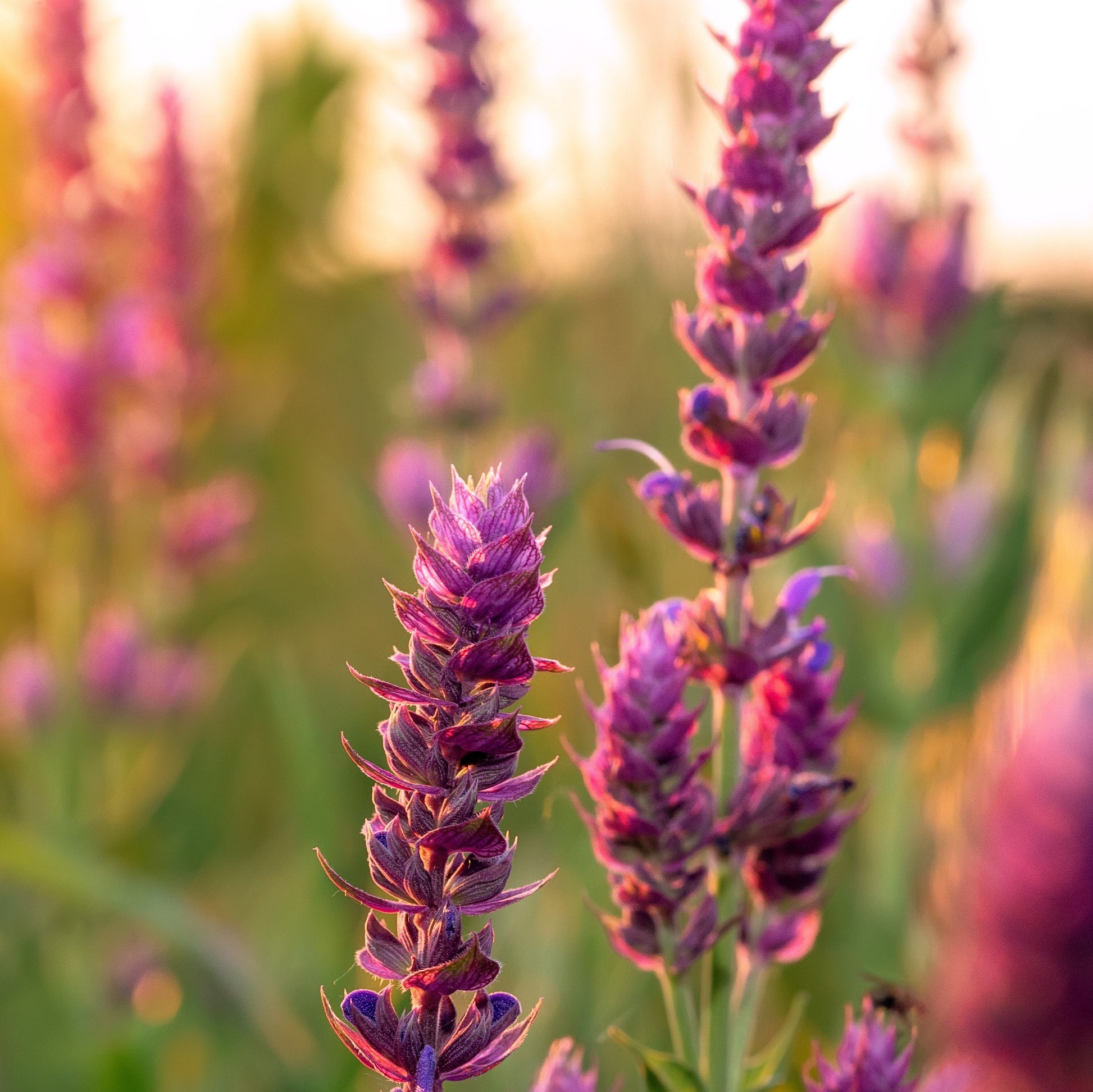 Clary Sage Essential Oil – Essential_Oil