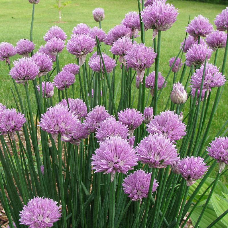 Chives Seeds (Organic) – Vegetable Seeds