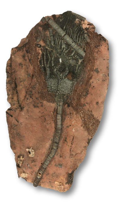 Crinoid Fossil