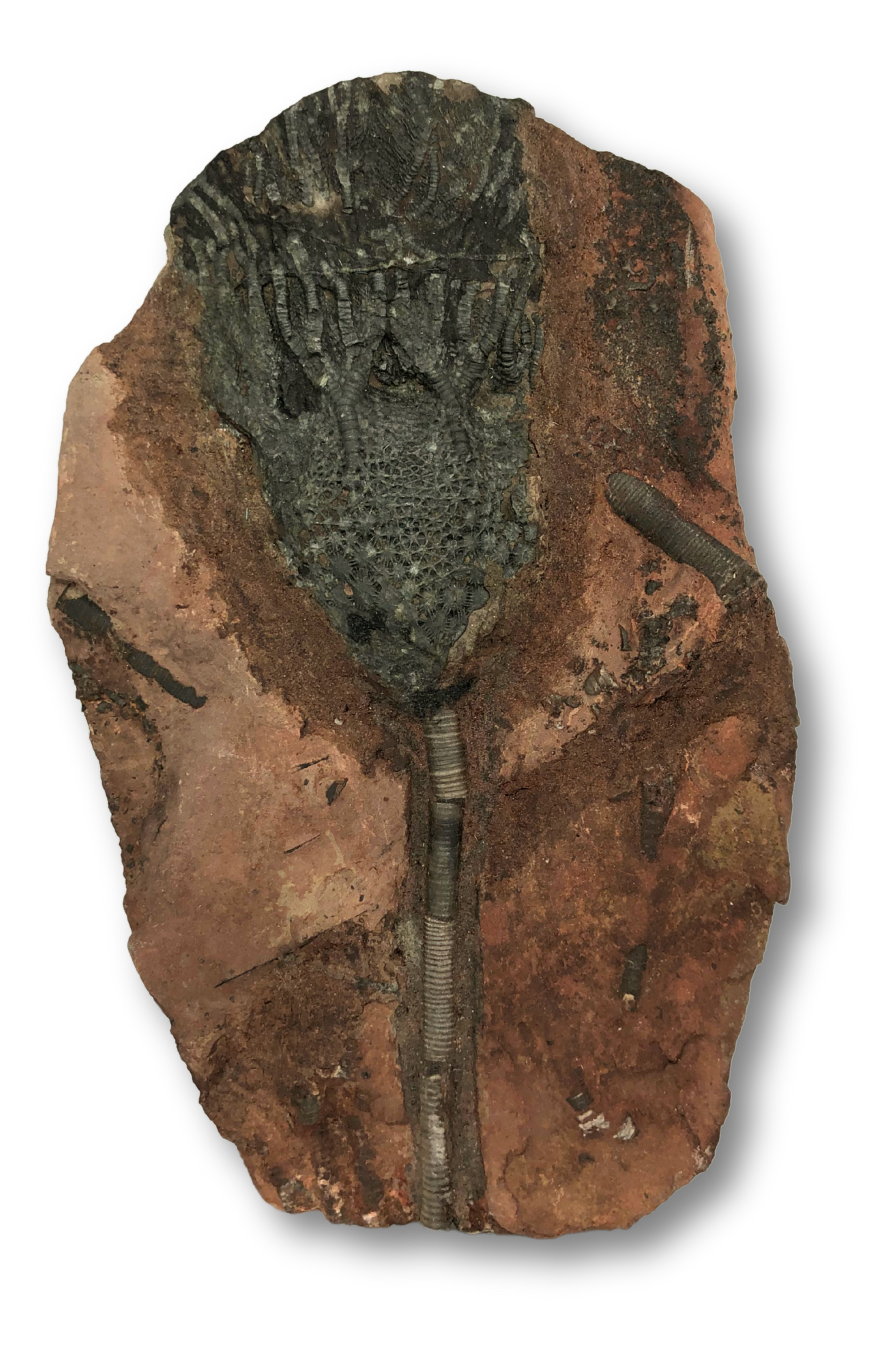 Crinoid Fossil
