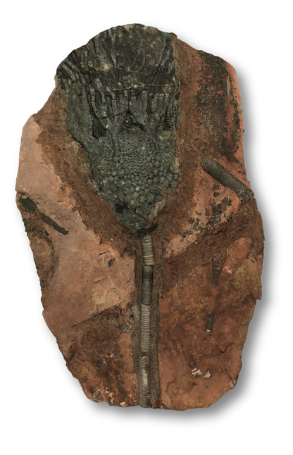 Crinoid Fossil