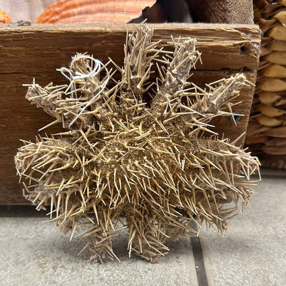 Crown of Thorns Starfish- Multiple Sizes