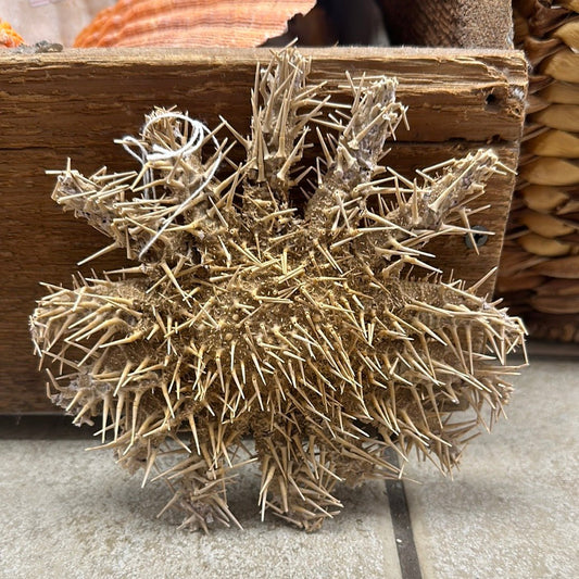 Crown of Thorns Starfish- Multiple Sizes