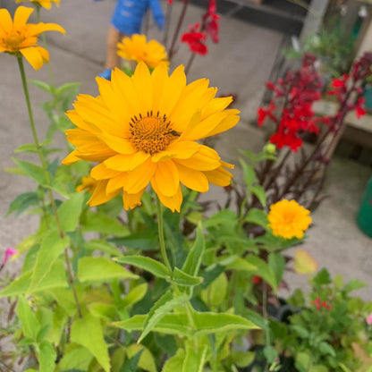 False Sunflower Seeds (Heliopsis Helianthoides) - Hardy Perennial, Heat & Drought Tolerant Blooms