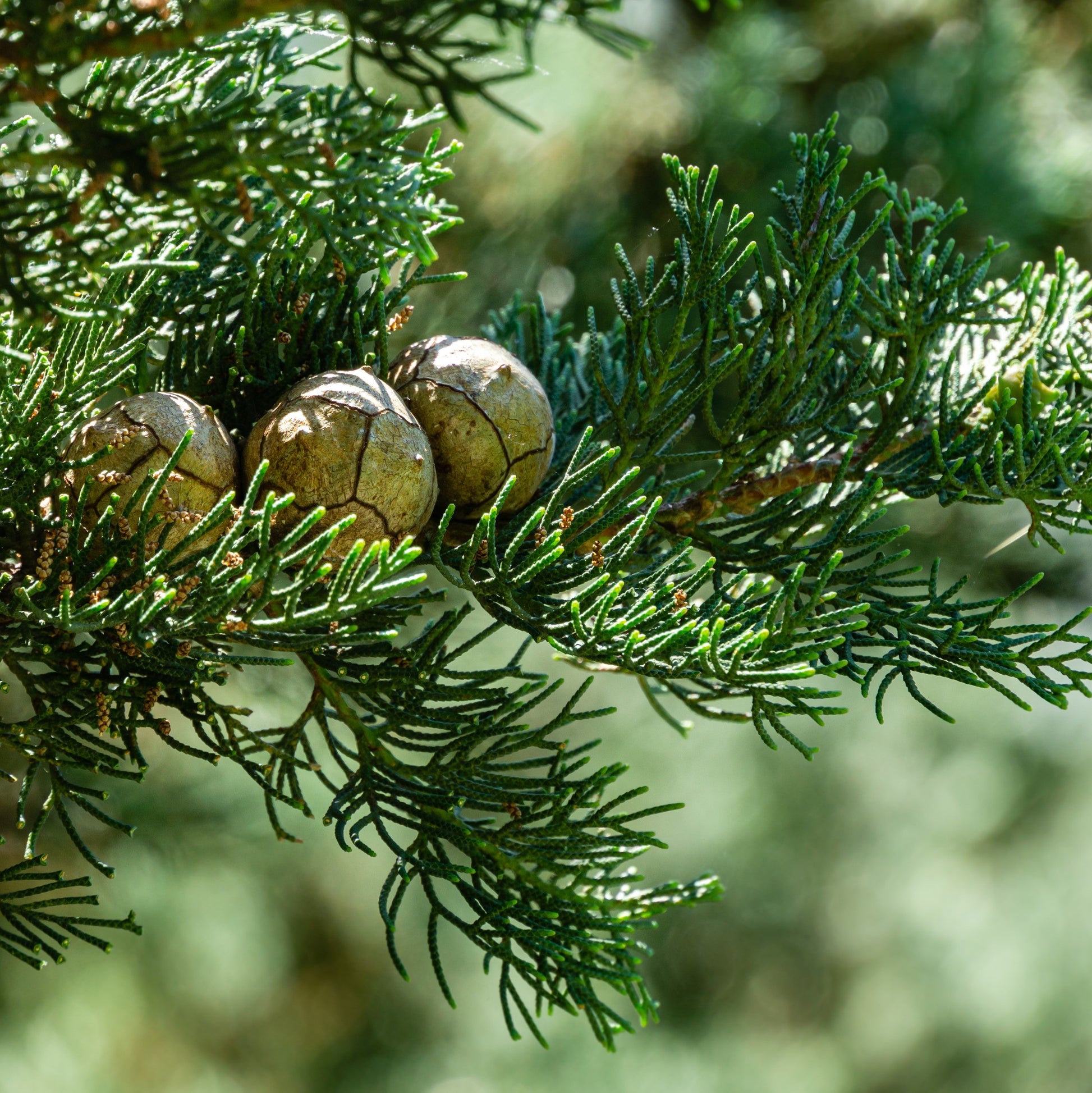 Cypress Essential Oil – Essential_Oil