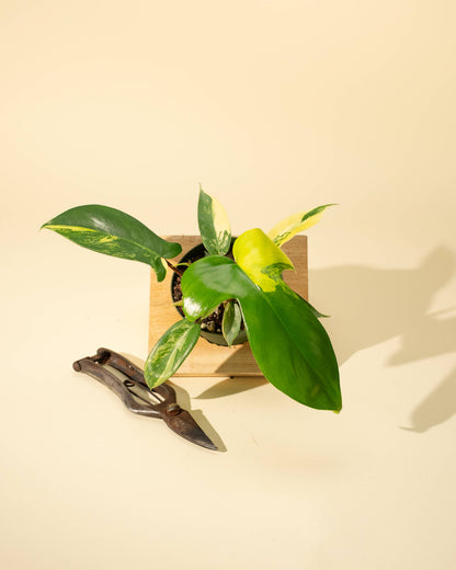 Philodendron Florida Beauty 'Sunrise' - 4" –