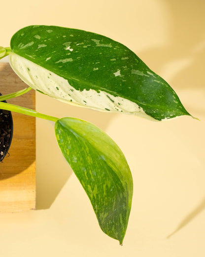 4" Philodendron 'Jose Buono Fiesta'