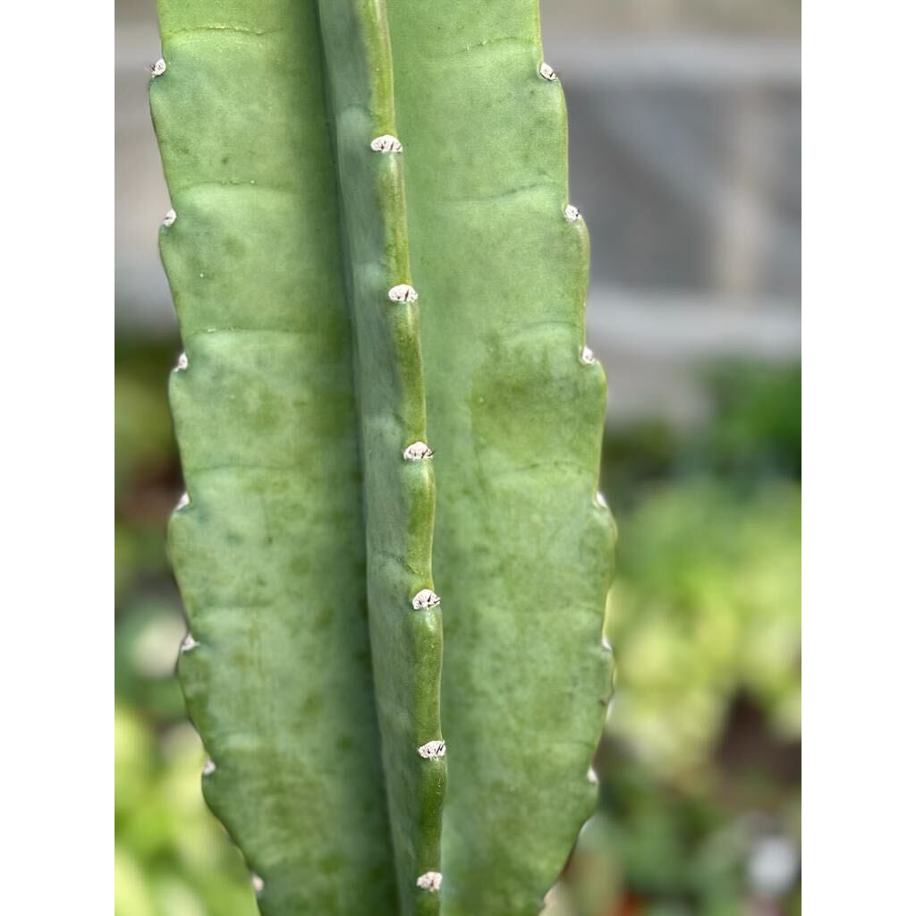 Cactus Cereus Peruvianus - 3 FT – Succulents and Cacti
