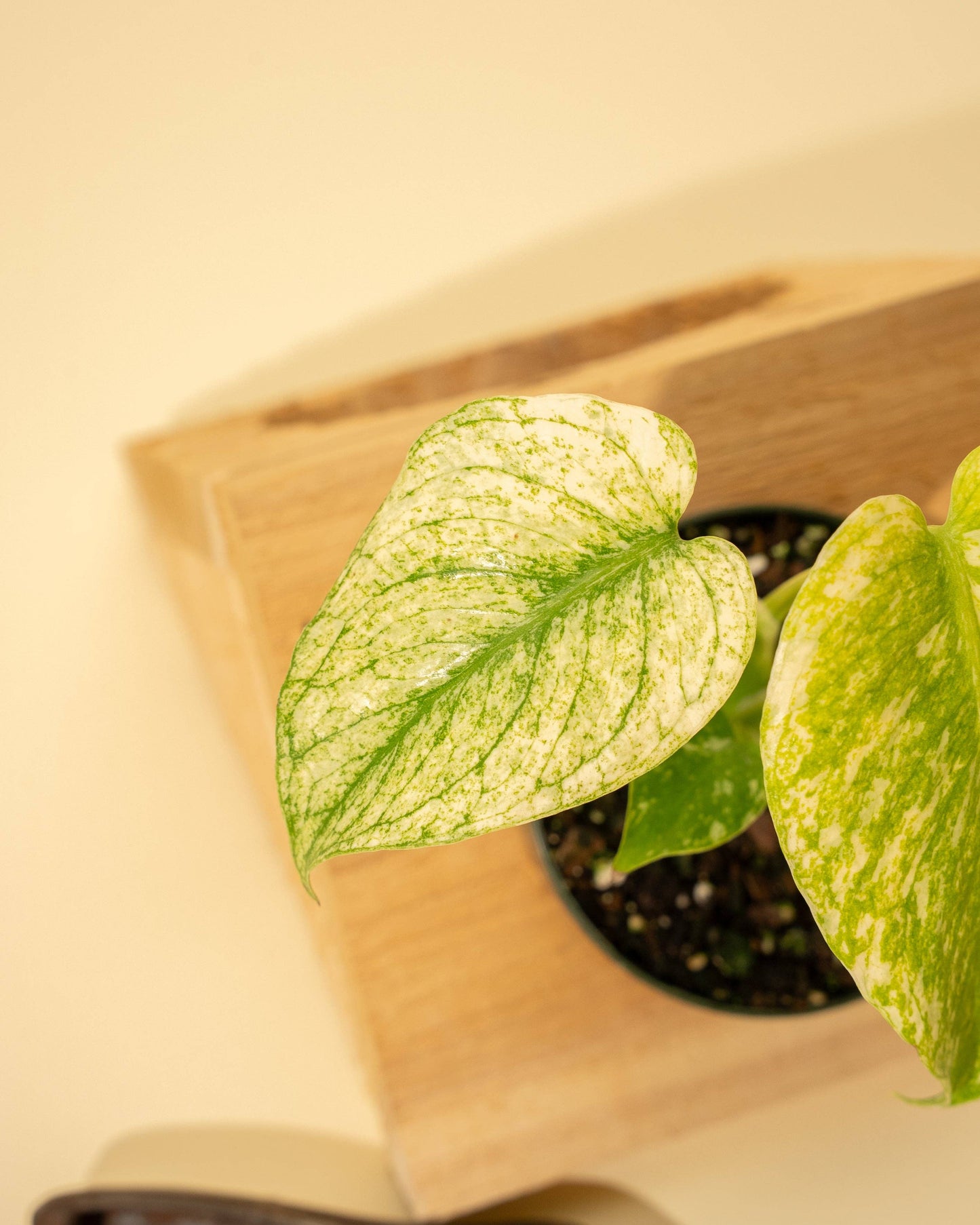 3.5" Monstera 'Mint' –