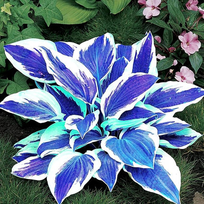 Dark Blue Shade Hosta Seeds – Premium Blue-Leaved Perennial for Shade Gardens