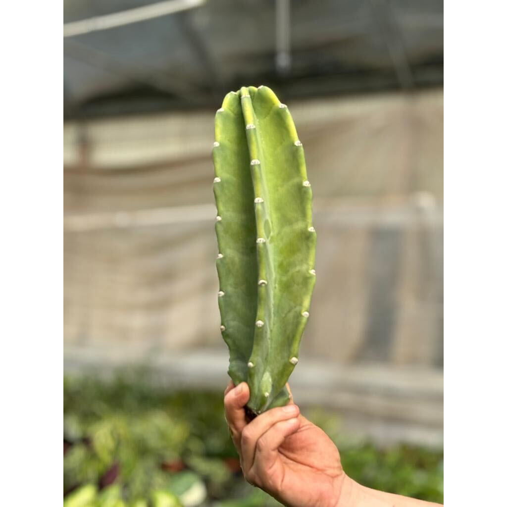 Cactus Cereus Peruvianus - 1.5 FT – 1.5FT Succulents and Cacti