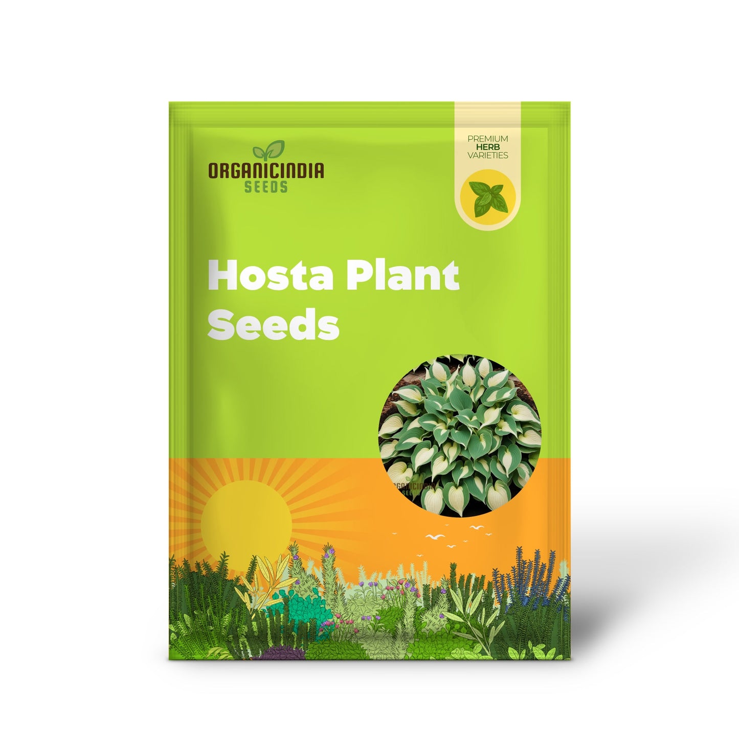Premium Hosta Seeds – Decorative Foliage Variety for Shaded Gardens