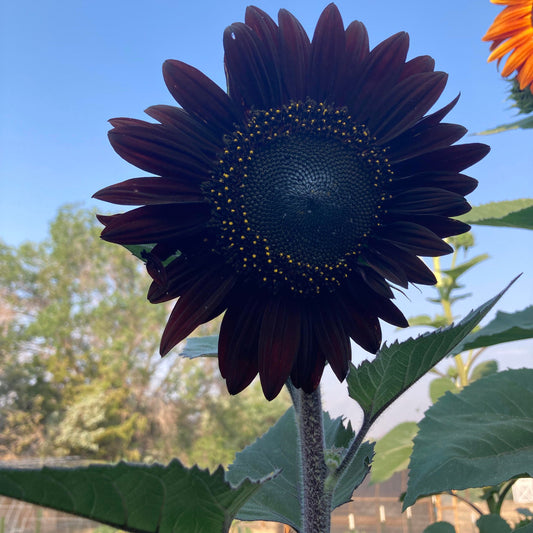 Fresh Deep Black Sunflower Seeds for Planting - Garden Growth for 50 Pcs