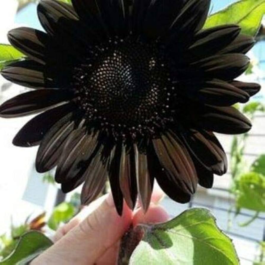 Fresh Deep Black Sunflower Seeds for Garden Planting