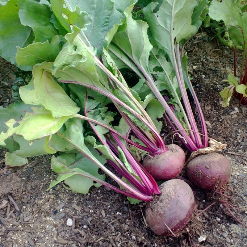 Beet Seeds, Detroit Dark Red Beets (Organic) – Vegetable Seeds