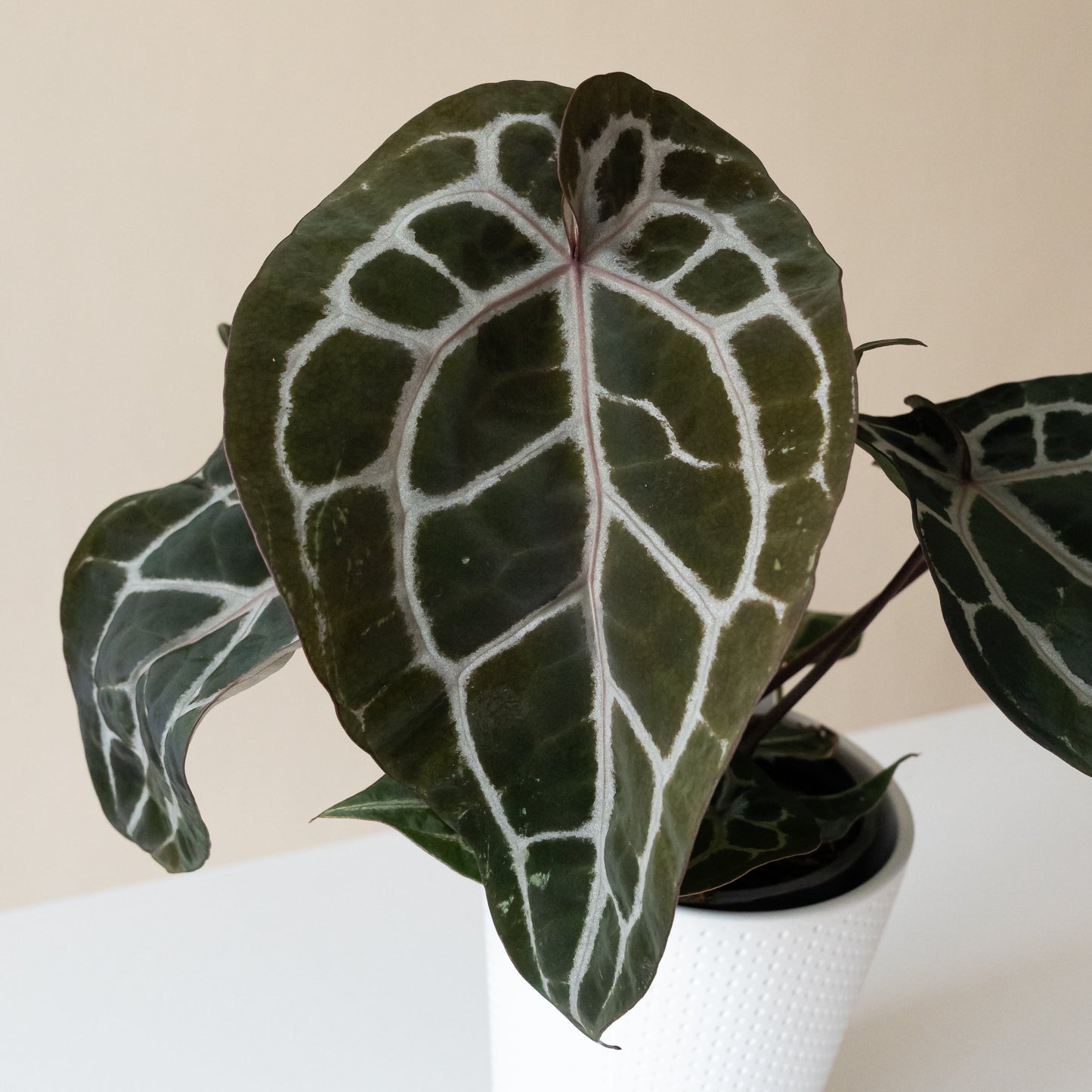 DocBlock® Michelle™ Anthurium | Velvety Heart-Shaped Leaves | Rare Houseplant
