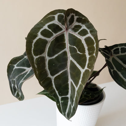 DocBlock® Michelle™ Anthurium | Velvety Heart-Shaped Leaves | Rare Houseplant