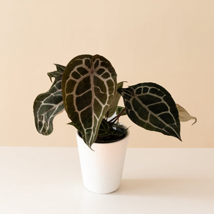 DocBlock® Michelle™ Anthurium | Velvety Heart-Shaped Leaves | Rare Houseplant