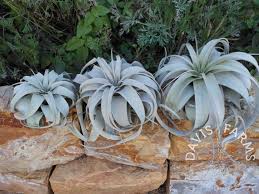 Large Xerographica –