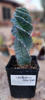 Spiral Cacti –