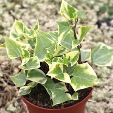 Wax Ivy –