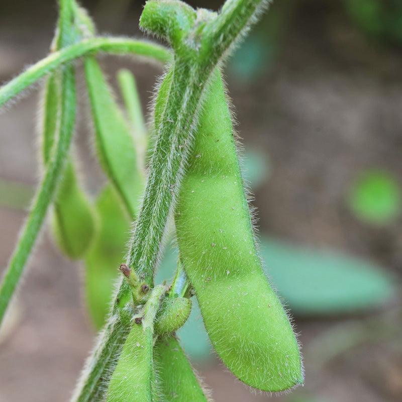 Edamame Soybean Seeds (Organic) – Vegetable Seeds